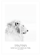 Lion D'afrique - Art Print